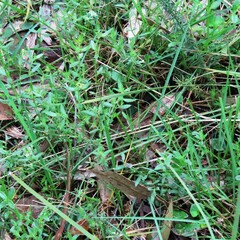 Gonocarpus tetragynus