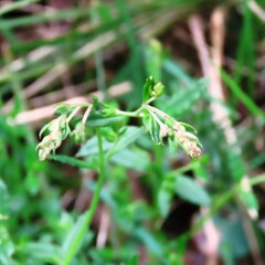 Gonocarpus tetragynus