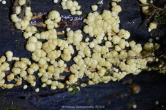 Trichoderma gelatinosum