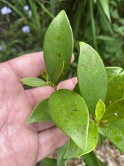 Syzygium corynanthum