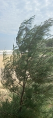Casuarina equisetifolia