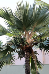 Pritchardia martii