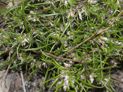 Laxmannia orientalis