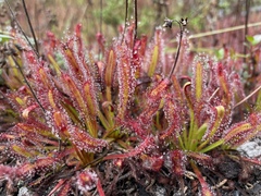 Drosera capensis