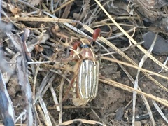 Polyphylla decemlineata