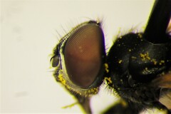 Phasia aldrichii