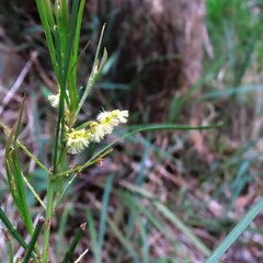 Acacia mucronata