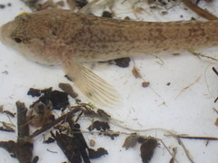 Cottus cognatus