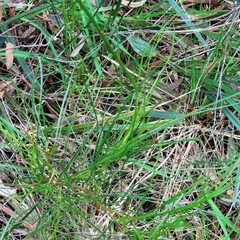 Acacia mucronata
