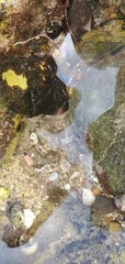 Littorina subrotundata
