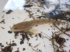 Cottus cognatus
