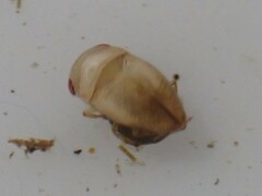 Neoplea striola