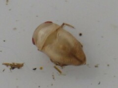 Neoplea striola