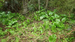 Cardiocrinum giganteum