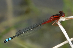Xanthagrion erythroneurum