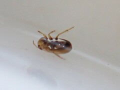 Neoplea striola