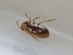 Neoplea striola