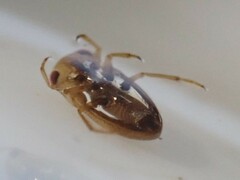 Neoplea striola