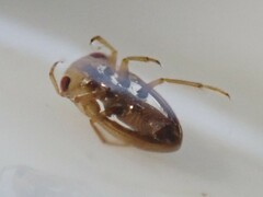 Neoplea striola