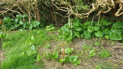 Cardiocrinum giganteum