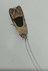 Ceromitia trigoniferella