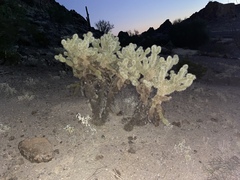 Cylindropuntia