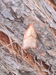 Enchocrates glaucopis
