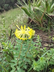 Lasiosiphon anthylloides