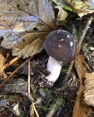 Russula xerampelina
