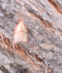 Enchocrates glaucopis