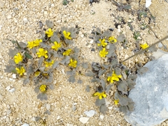 Ranunculus paucifolius
