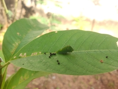 Graphium agamemnon
