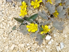 Ranunculus paucifolius
