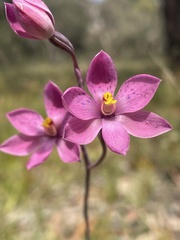 Thelymitra × irregularis