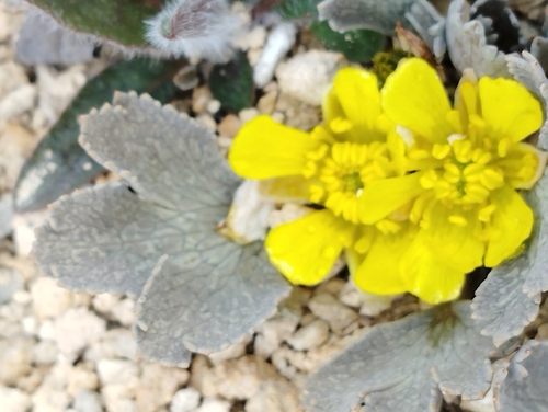 Image of Ranunculus paucifolius by (c) Joe Potter Butler, some rights reserved (CC BY)