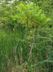 Toxicodendron vernix