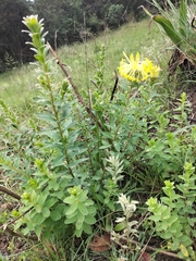 Lasiosiphon anthylloides