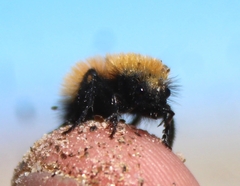 Dasymutilla arenivaga