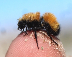 Dasymutilla arenivaga