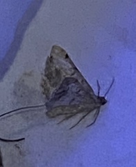 Frederickia s-signata