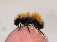 Dasymutilla arenivaga