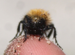 Dasymutilla arenivaga