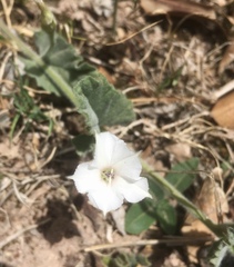 Convolvulus hermanniae