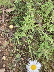 Brachyscome diversifolia