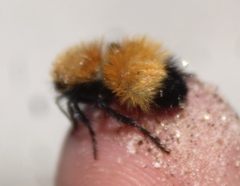 Dasymutilla arenivaga