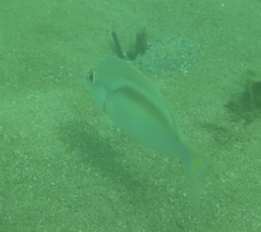 Scolopsis monogramma