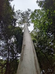 Eucalyptus saligna