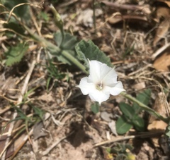 Convolvulus hermanniae