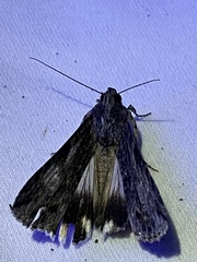 Melipotis jucunda