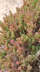 Threlkeldia diffusa